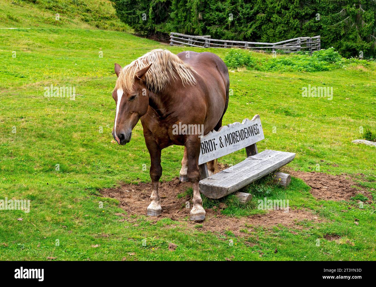 Cheval frotte le ventre démangeant sur un banc en bois sur le chemin du pain et morenden (snack) le long de la vallée de Gailvalley en Carinthie, Autriche Banque D'Images