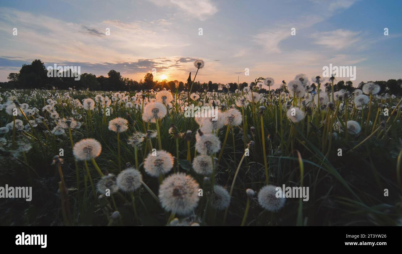 Une prairie de pissenlits un soir d'été au coucher du soleil. Vue en mouvement. Banque D'Images