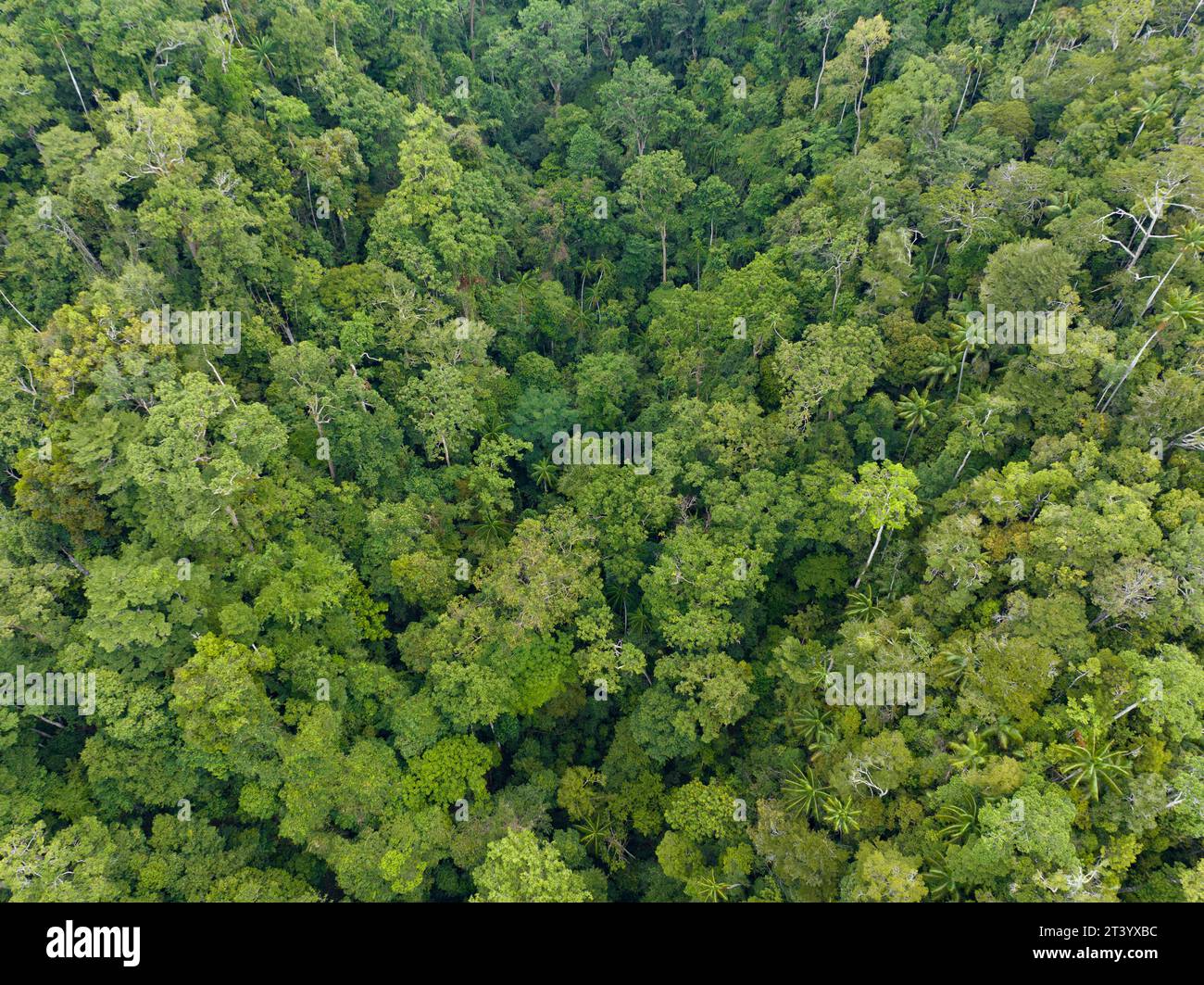 La lumière du soleil tombe sur la canopée d'une forêt tropicale florissante à Raja Ampat, en Indonésie. Cette belle région est connue comme le cœur du Triangle de corail. Banque D'Images