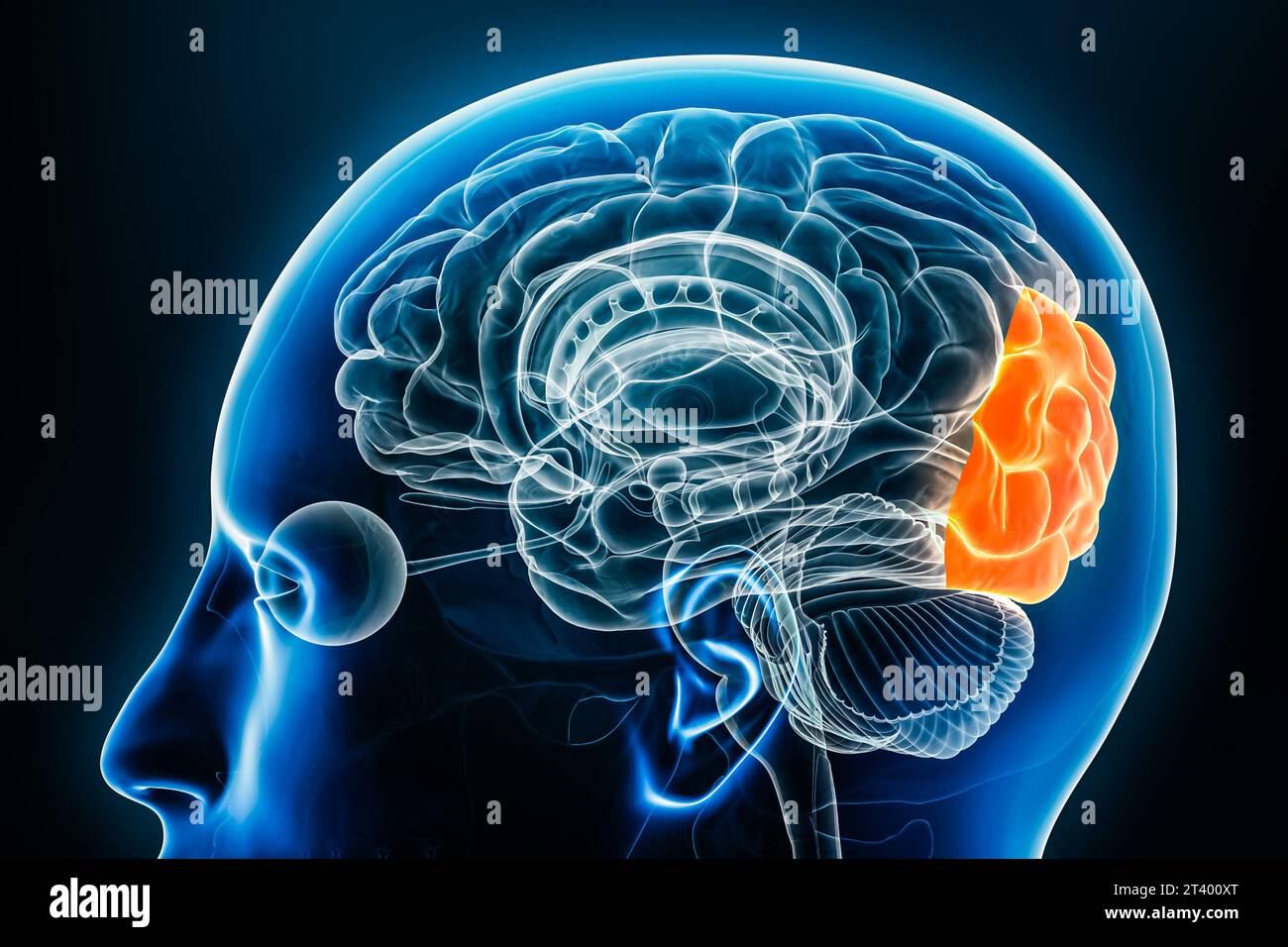 Lobe occipital du cortex cérébral vue de profil en gros plan illustration de rendu 3D. Anatomie du cerveau humain, neurologie, neurosciences, médecine et santé Banque D'Images