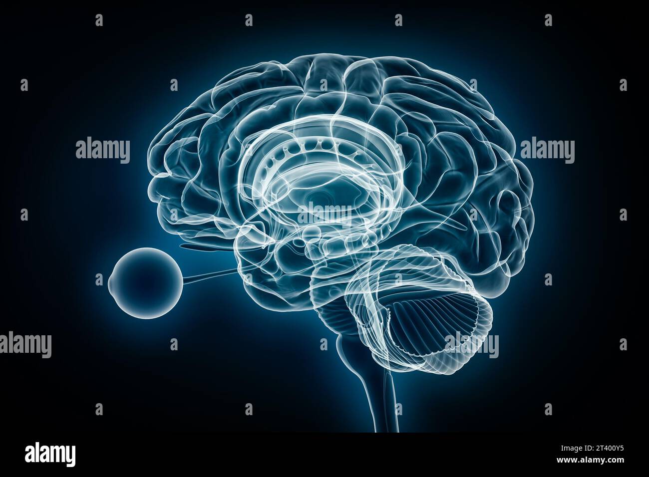 Vue de profil radiologique du cerveau entier avec illustration du rendu 3D des yeux. Anatomie du corps humain et du système nerveux, médecine, santé, biologie, science Banque D'Images