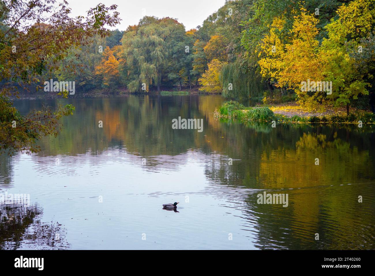 automne coloré autour de l'étang, étang d'automne Banque D'Images