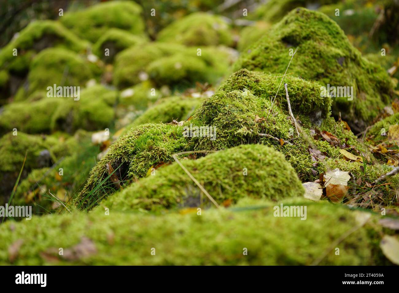 Belle mousse verte brillante développée couvrent les pierres brutes et sur le sol dans la forêt Banque D'Images