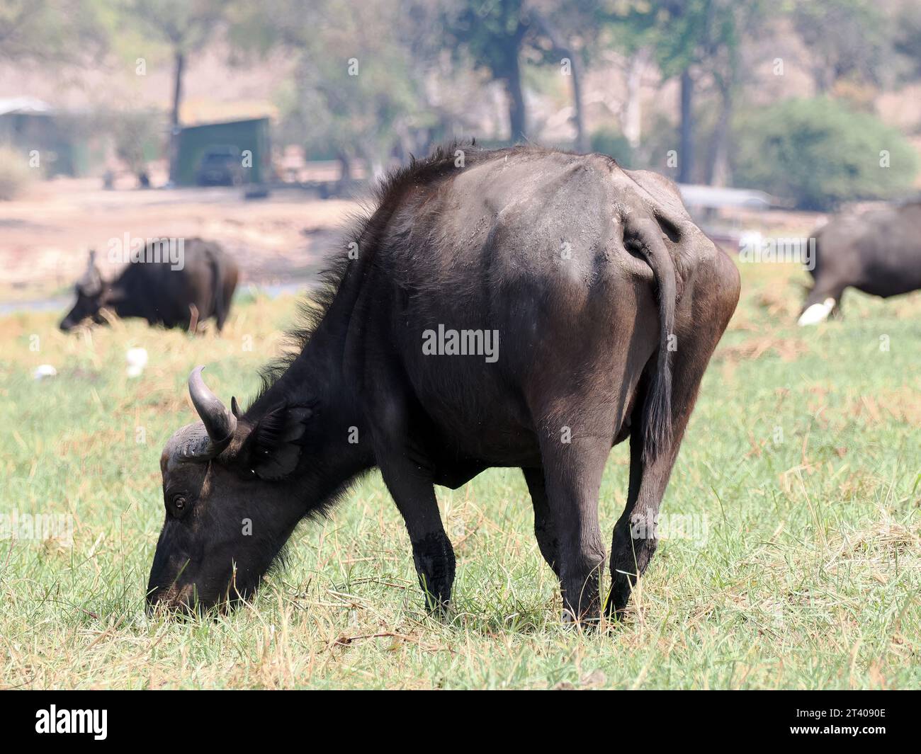 Cape Buffalo, African Buffalo, Kaffernbüffel, Buffle d'Afrique, Syncerus caffer caffer, kafferbivaly, Parc national de Chobe, Botswana, Afrique Banque D'Images