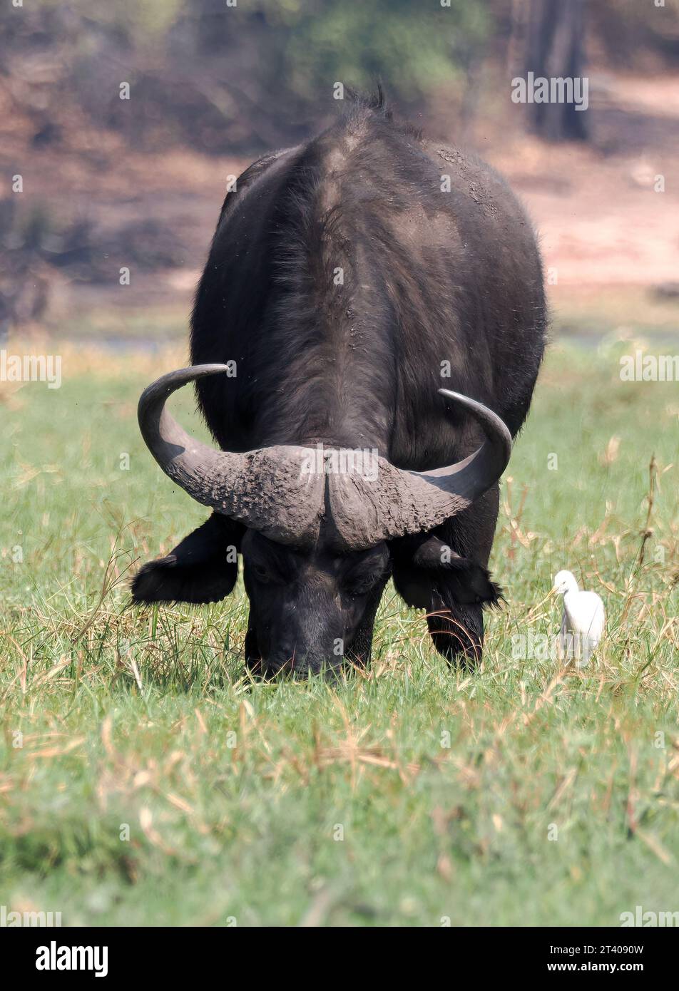 Cape Buffalo, African Buffalo, Kaffernbüffel, Buffle d'Afrique, Syncerus caffer caffer, kafferbivaly, Parc national de Chobe, Botswana, Afrique Banque D'Images