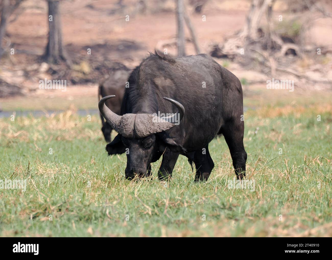 Cape Buffalo, African Buffalo, Kaffernbüffel, Buffle d'Afrique, Syncerus caffer caffer, kafferbivaly, Parc national de Chobe, Botswana, Afrique Banque D'Images