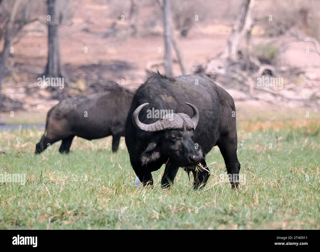 Cape Buffalo, African Buffalo, Kaffernbüffel, Buffle d'Afrique, Syncerus caffer caffer, kafferbivaly, Parc national de Chobe, Botswana, Afrique Banque D'Images