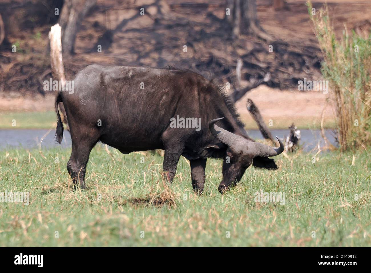 Cape Buffalo, African Buffalo, Kaffernbüffel, Buffle d'Afrique, Syncerus caffer caffer, kafferbivaly, Parc national de Chobe, Botswana, Afrique Banque D'Images