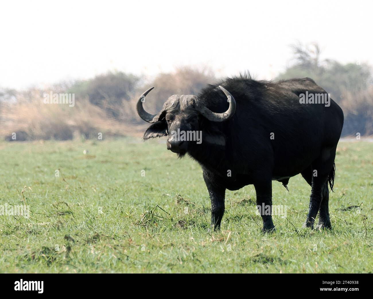 Cape Buffalo, African Buffalo, Kaffernbüffel, Buffle d'Afrique, Syncerus caffer caffer, kafferbivaly, Parc national de Chobe, Botswana, Afrique Banque D'Images