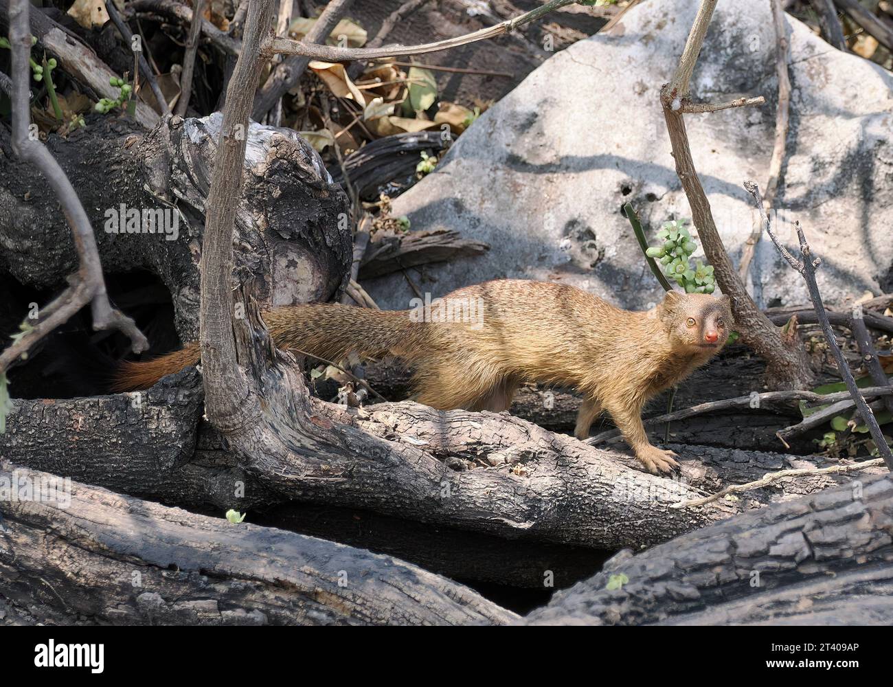 Mangouste, Schlankmanguste, Mangouste rouge, Herpestes sanguineus, karcsúmongúz, parc national de Chobe, Botswana, Afrique Banque D'Images