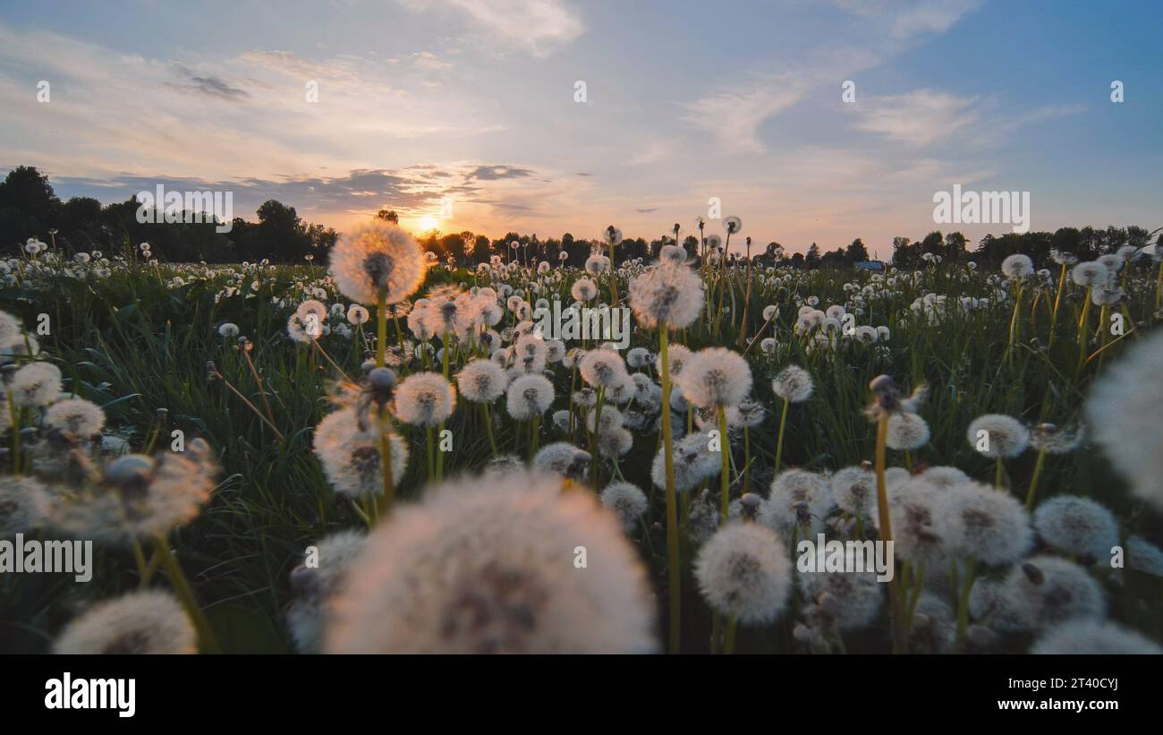 Un champ de pissenlits le soir dans un pré urbain. Banque D'Images