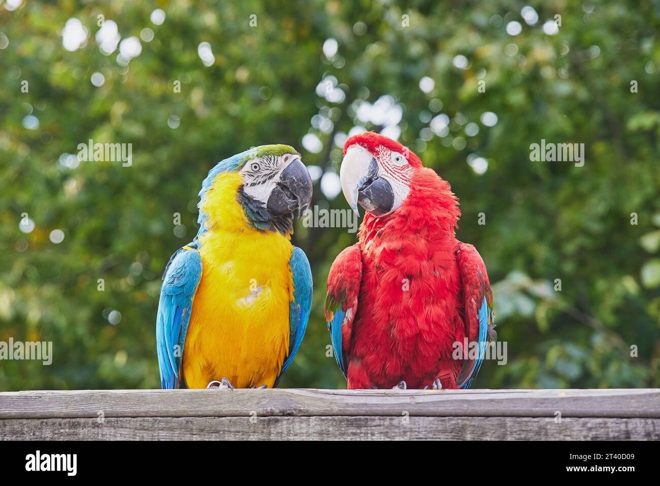 Couple de mignons gros perroquets. Gros plan Banque D'Images