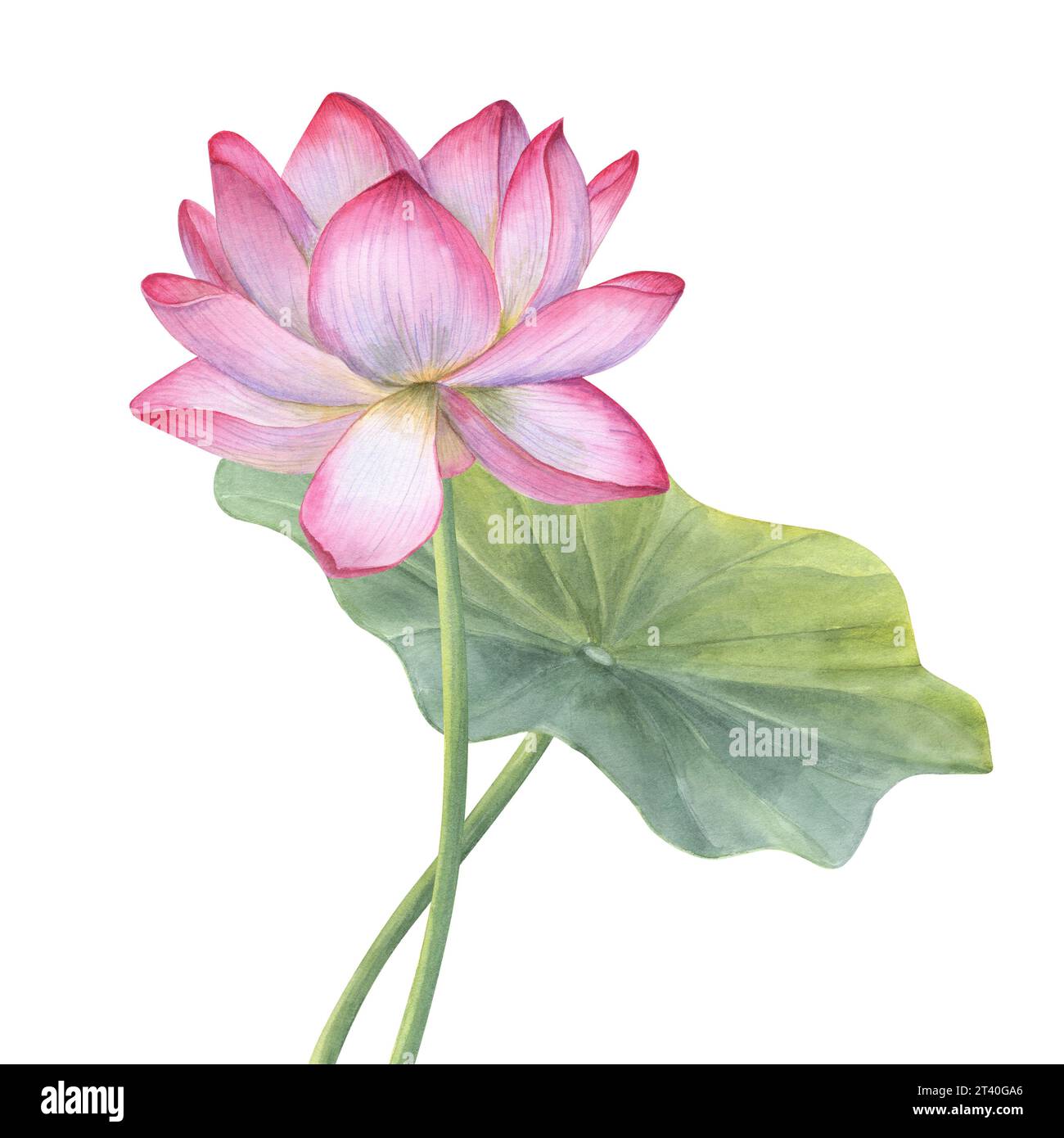 Fleur de Lotus rose et feuille verte. Nénuphars fleuris. Fleur nationale vietnamienne. Illustration à l'aquarelle. Composition dessinée à la main pour affiche, cartes Banque D'Images