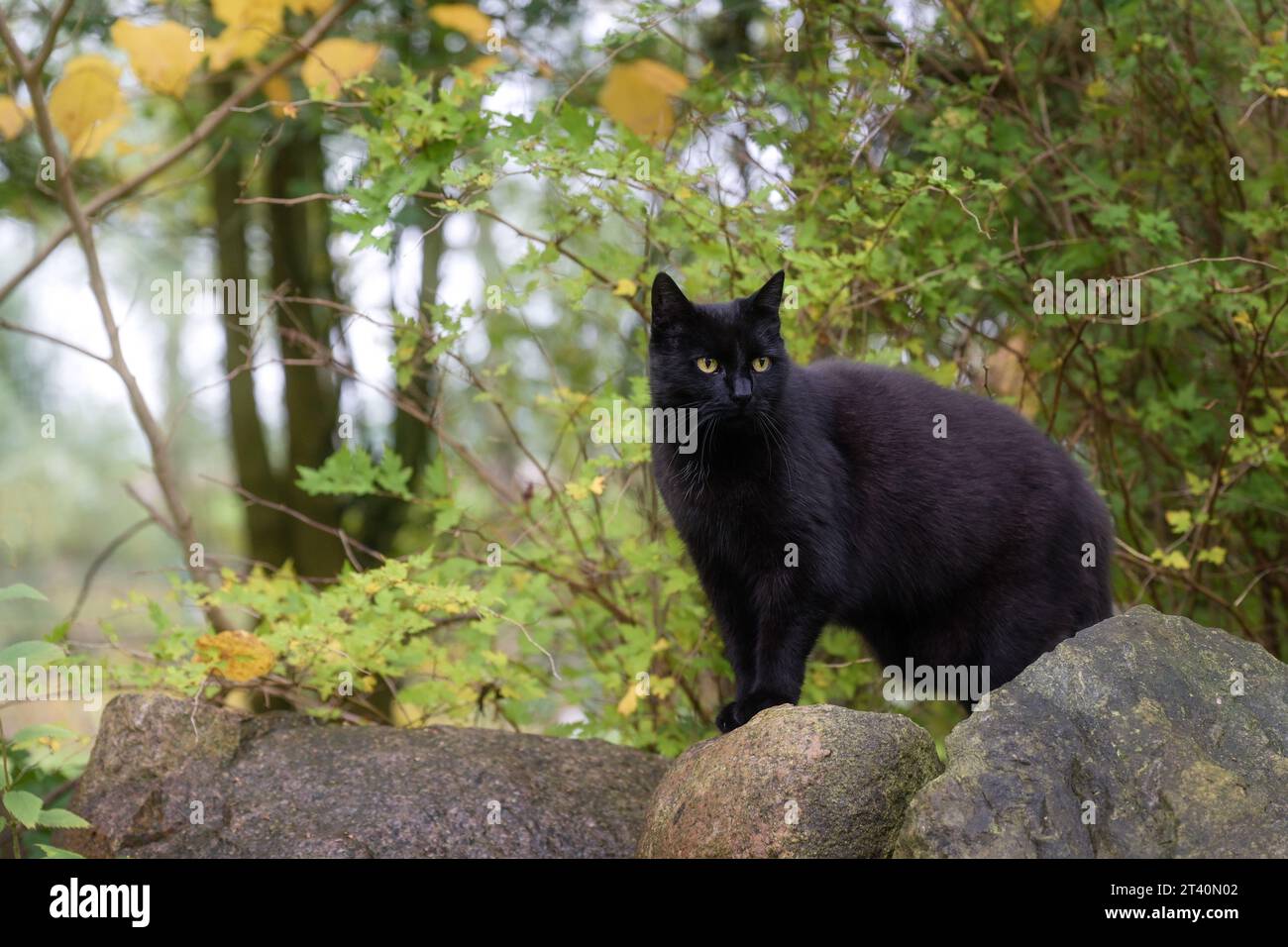 Chat noir debout sur des pierres dans le jardin un jour d'automne, espace de copie, foyer sélectionné, profondeur de champ étroite Banque D'Images