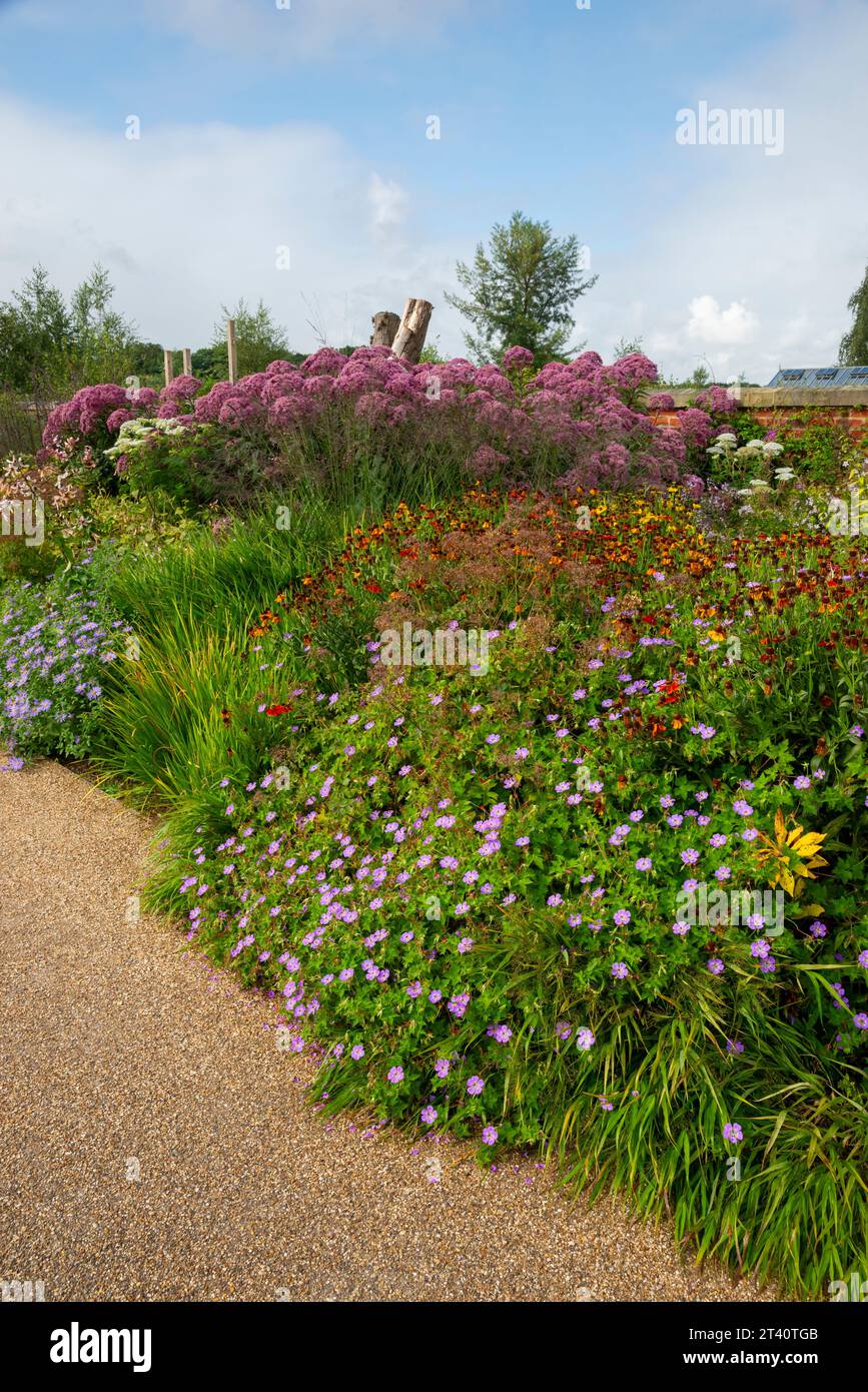 Grandes plantes à fleurs de fin d'été dans la frontière herbacée à RHS Bridgewater, Worsley, Manchester, Angleterre. Banque D'Images