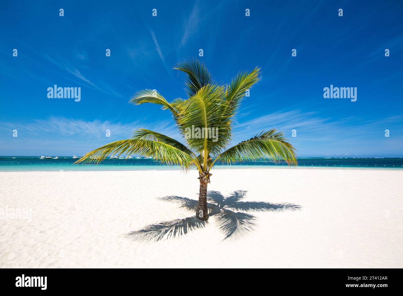 Fond tropical minimaliste. Palmier sur le sable blanc d'une belle plage isolée à l'eau azur. Île paradisiaque dans l'océan Banque D'Images