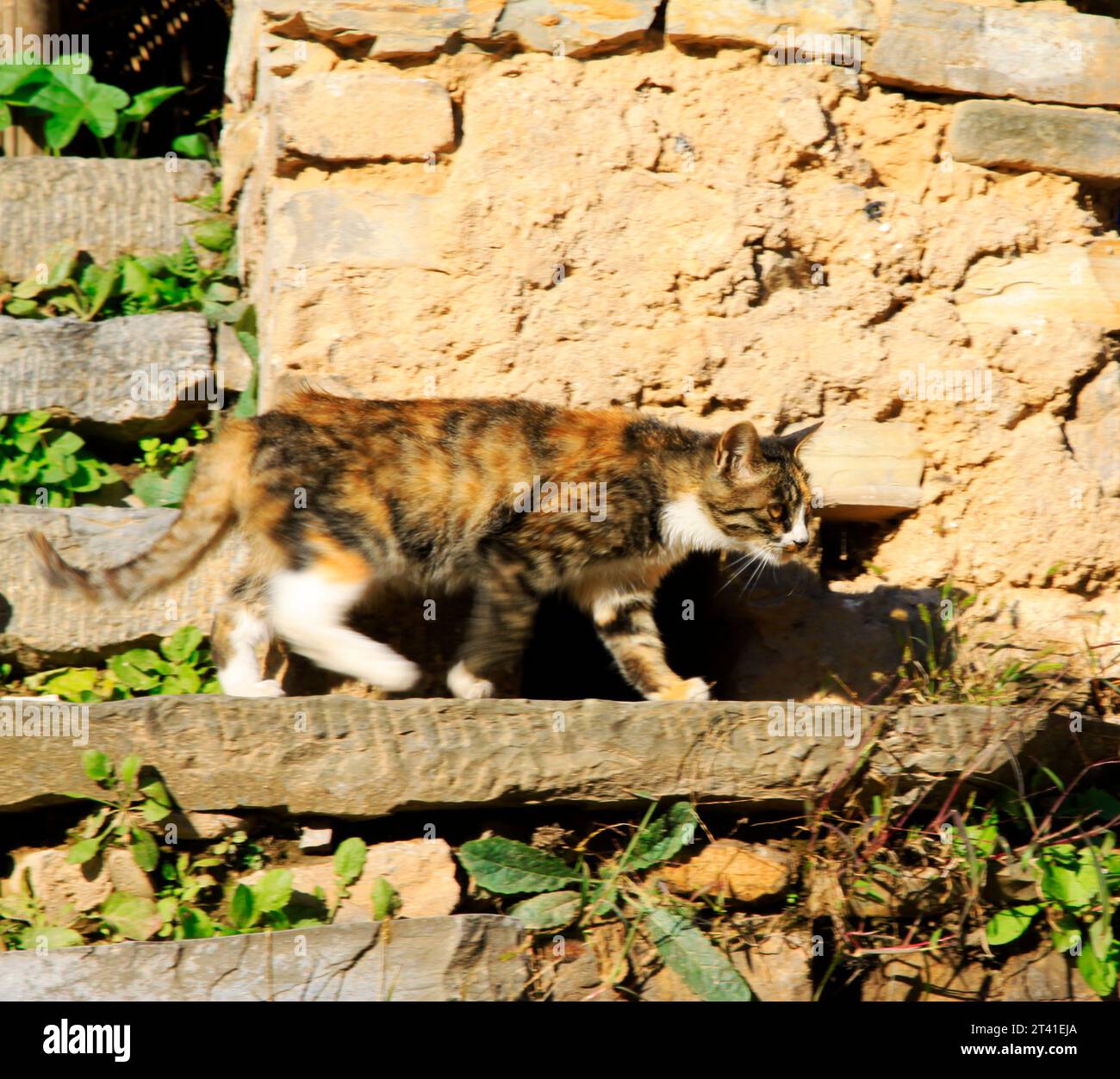 chat à l'extérieur du mur de boue, gros plan de la photo Banque D'Images