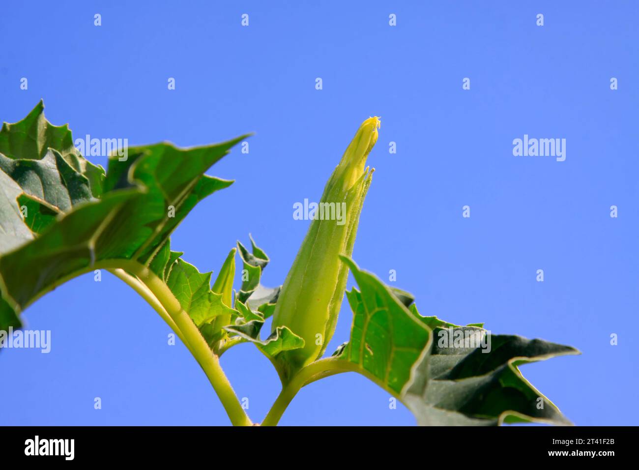 brugmansia fruit dans le ciel bleu, gros plan de la photo Banque D'Images