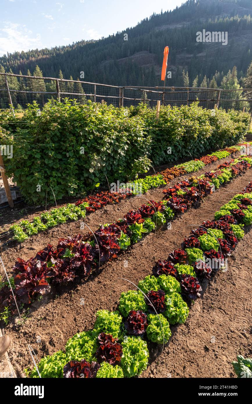 Laitue et framboises dans le jardin du Minam River Lodge, Oregon. Banque D'Images