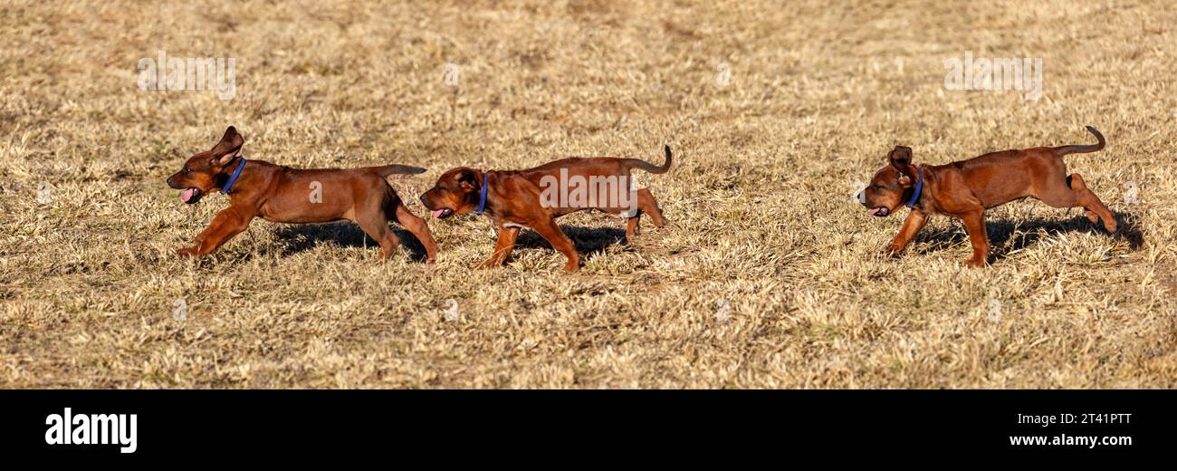 étude de recherche des étapes de mouvement, chien chiot courant dans l'herbe, photographie à grande vitesse Banque D'Images