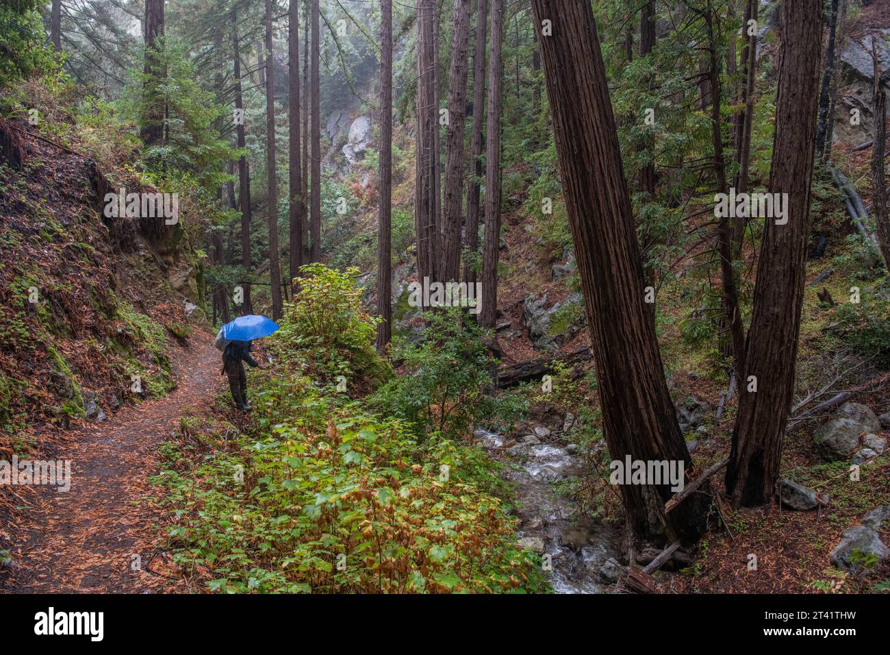 Un randonneur avec un parapluie se promène parmi les séquoias sous la pluie à travers Julia Pfeiffer Burns State Park à Big sur, comté de Monterey, Californie Banque D'Images