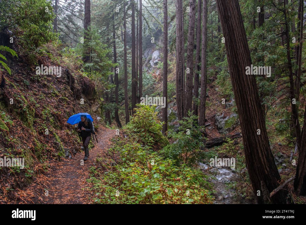 Un randonneur avec un parapluie se promène parmi les séquoias sous la pluie à travers Julia Pfeiffer Burns State Park à Big sur, comté de Monterey, Californie Banque D'Images