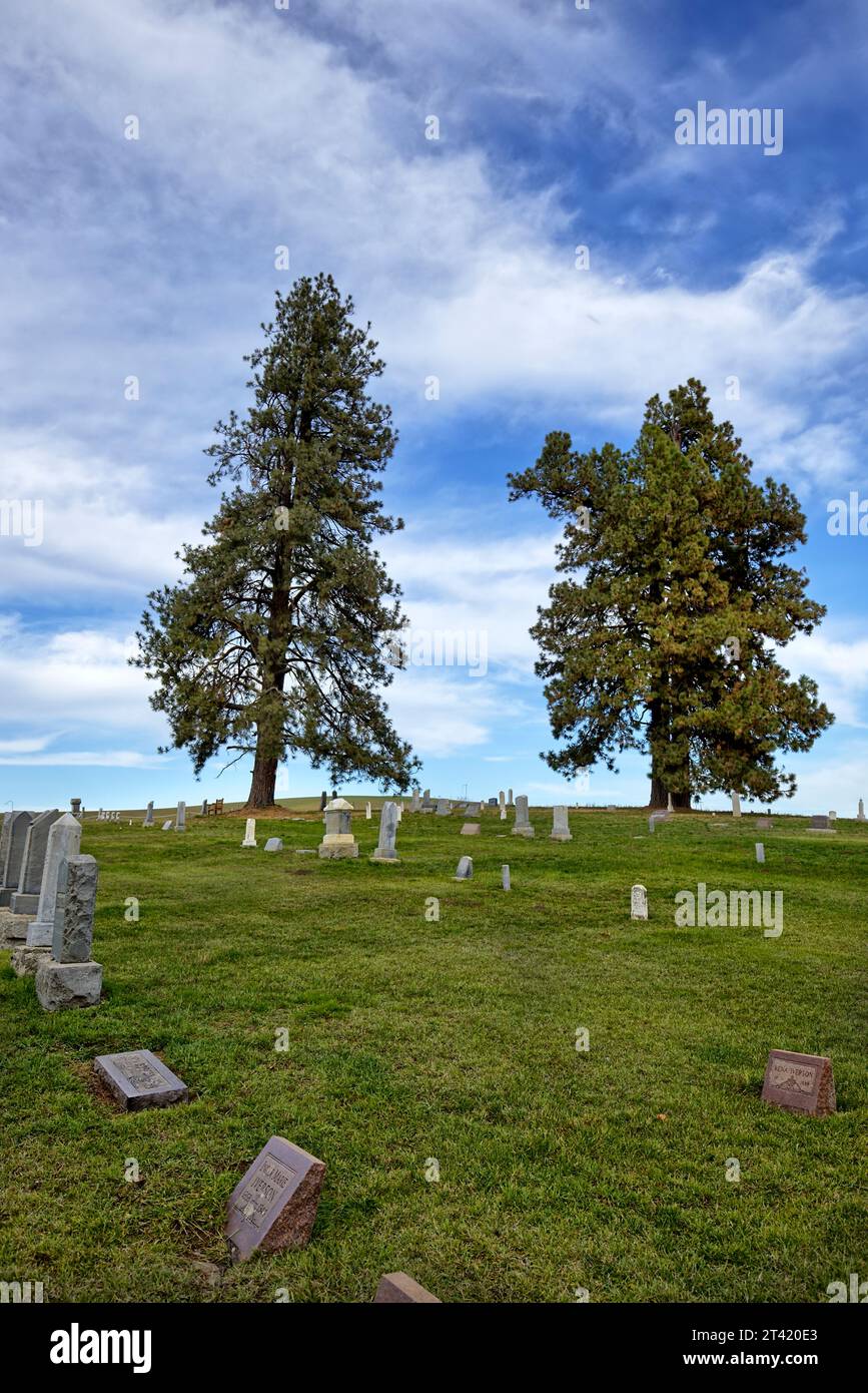 Deux grands pins se dressent comme sentinelles au-dessus du cimetière près de Moscou, Idaho. Banque D'Images
