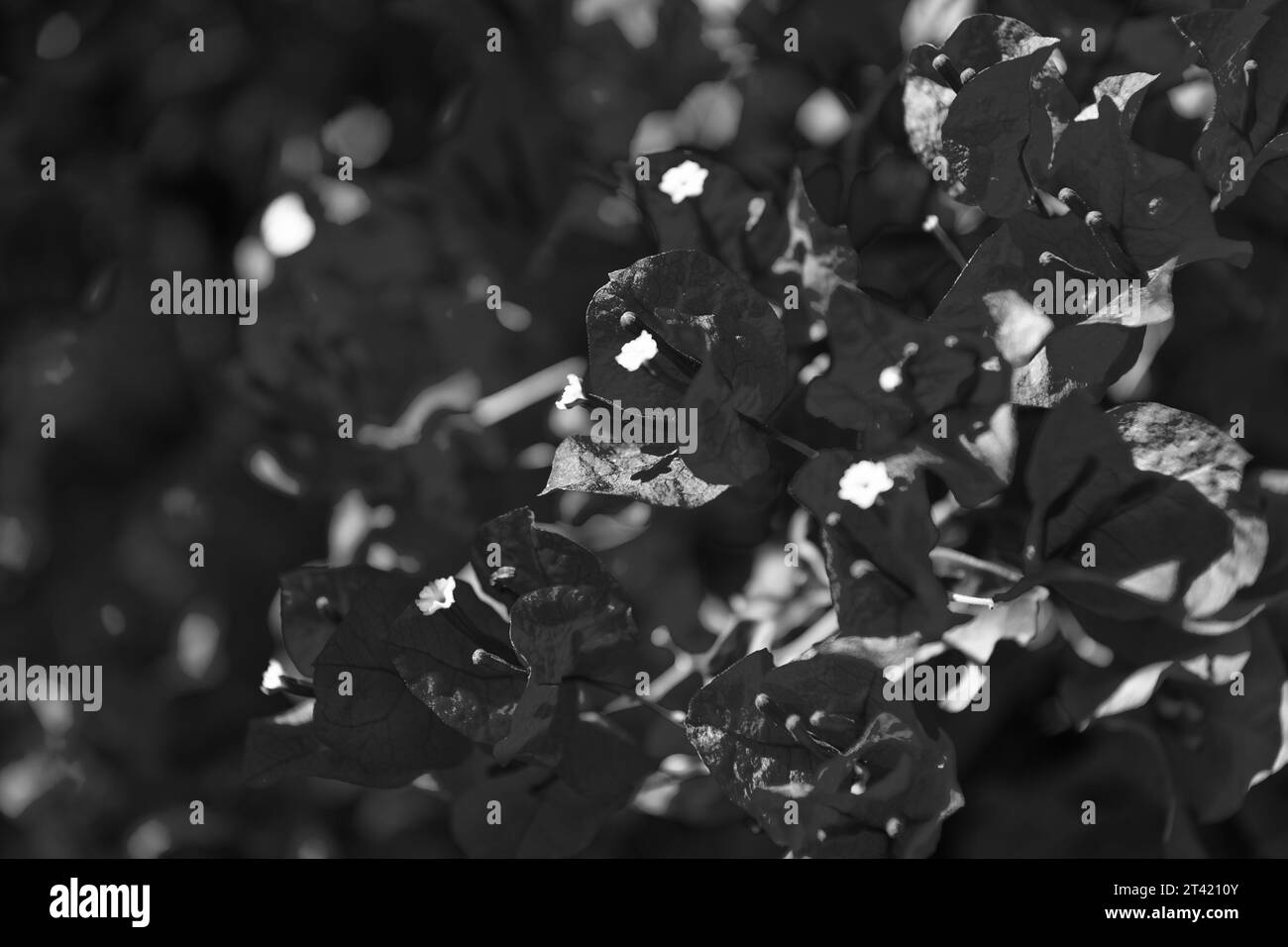 bougainvillea fleur nature plante. bougainvilliers fleur nature rose couleur. Banque D'Images