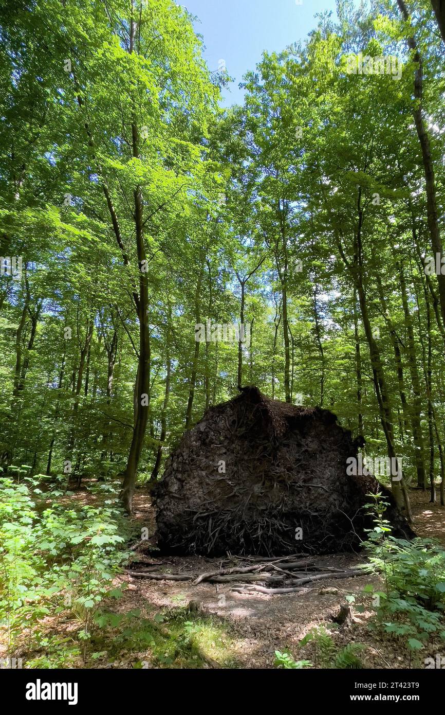 Vue des racines déchirées exposées de la tempête arbre tombé renversé avec système racinaire peu profond peu profond racines d'arbre courtes se trouve dans la forêt mixte, Allemagne Banque D'Images