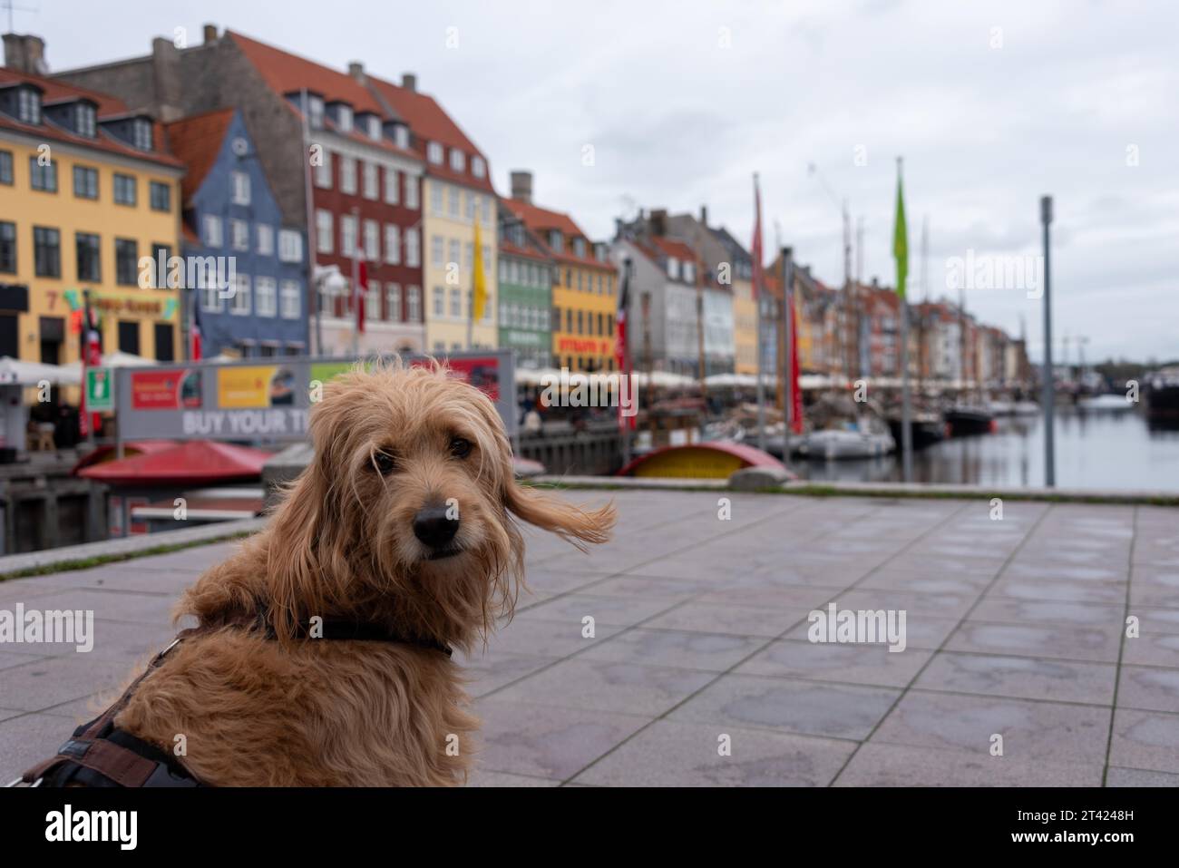 Chien (Mini Goldendoodle) assis devant les maisons colorées de Nyhavn, Copenhague, Danemark Banque D'Images