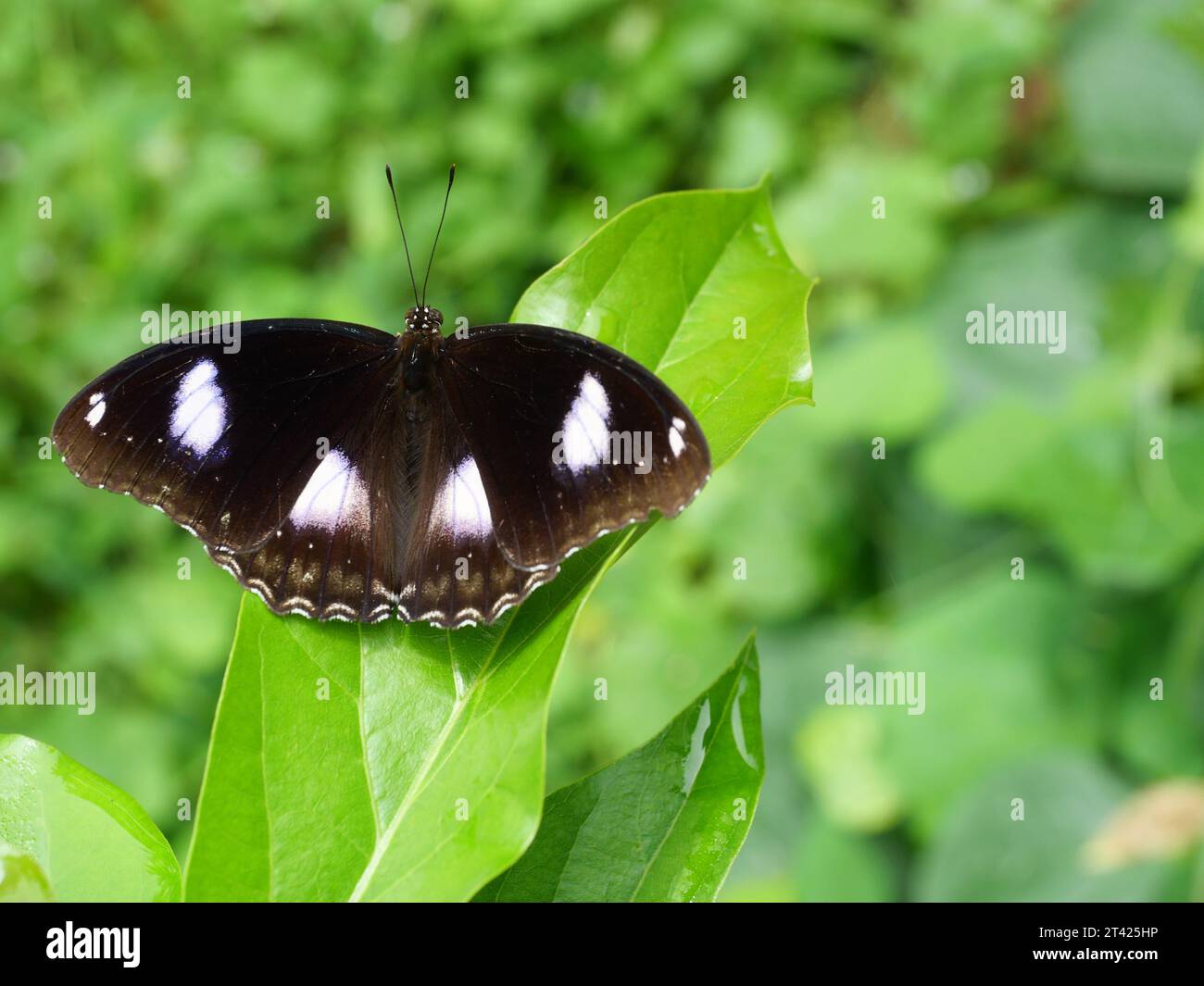 Bleu Lune ou Grande mouche (Hypolimnas bolina) papillon sur feuille avec fond vert naturel, rayures blanches Trey sur l'aile brun foncé Banque D'Images