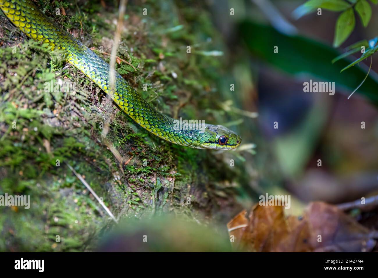 Gros plan d'un serpent coureur vert brésilien, forêt atlantique, Itatiaia, Brésil Banque D'Images