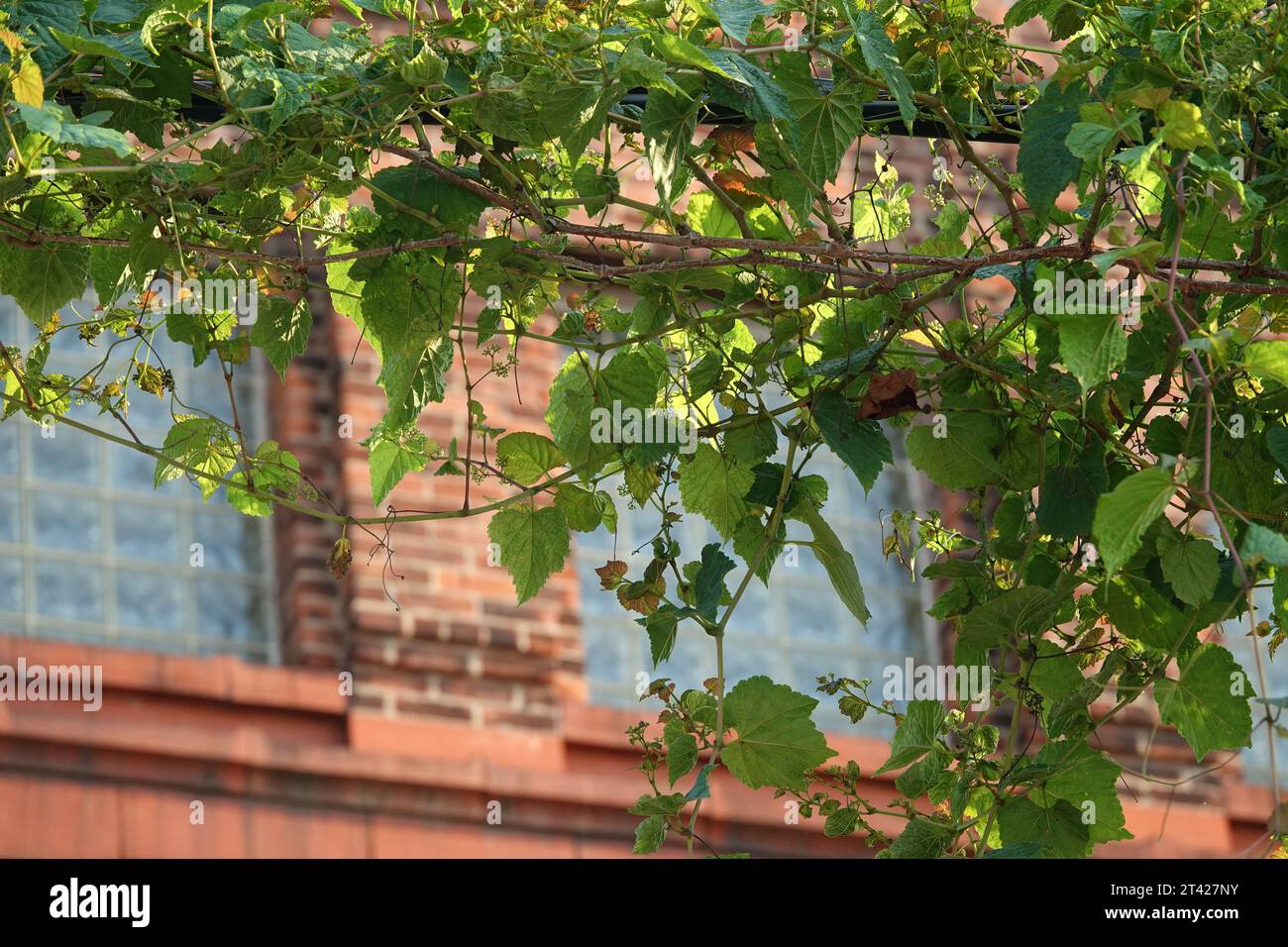 vignes de raisin sauvage accrochées à une ligne téléphonique contre un mur d'usine de briques avec des fenêtres Banque D'Images