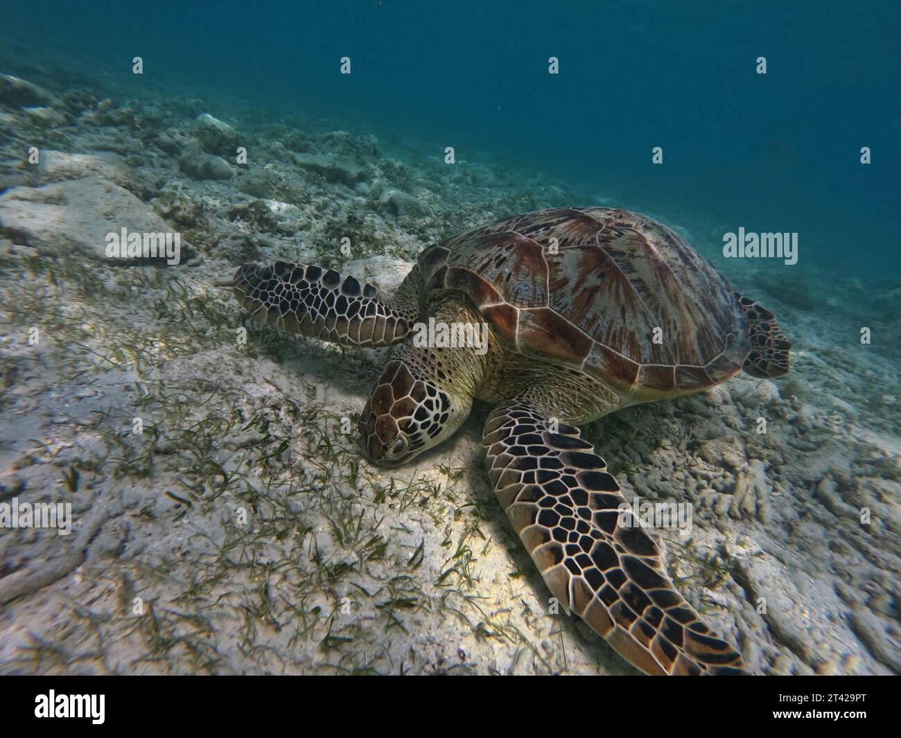 Grande tortue de mer verte paissant sur les fonds marins Banque D'Images