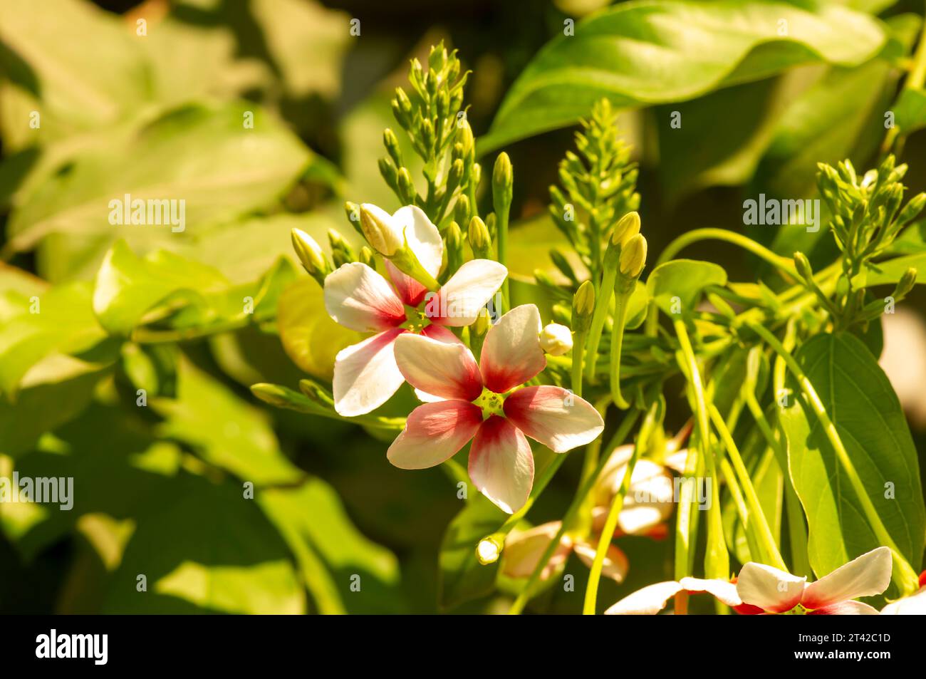 La fleur rampante de Rangoon rouge-rose (Combretum indicum), tète de miel chinois, dans le jardin. Banque D'Images