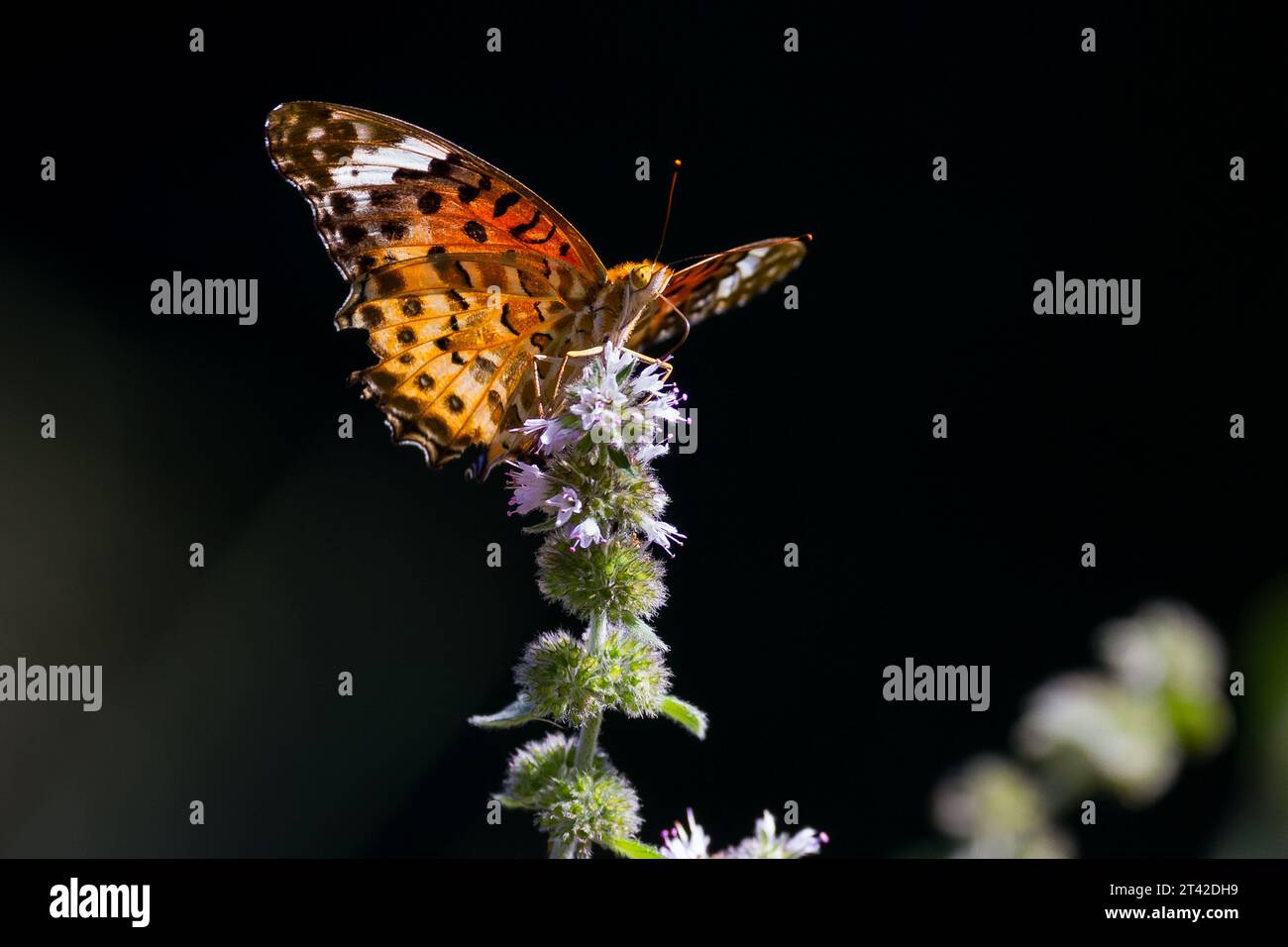 Papillon fritillaire tropical ou indien femelle (Argynnis hyperbius) sur une fleur dans un parc, à Kanagawa, au Japon. Banque D'Images