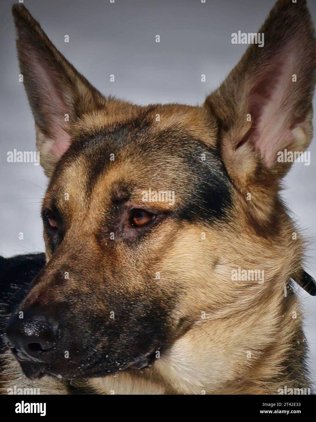 Gros plan d un berger allemand avec son manteau de fourrure a poil court et ses oreilles alertes Photo Stock Alamy