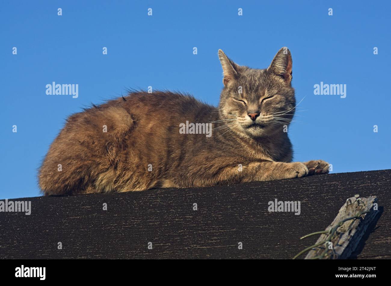 Chat tabby assis sur un toit de hangar Banque D'Images