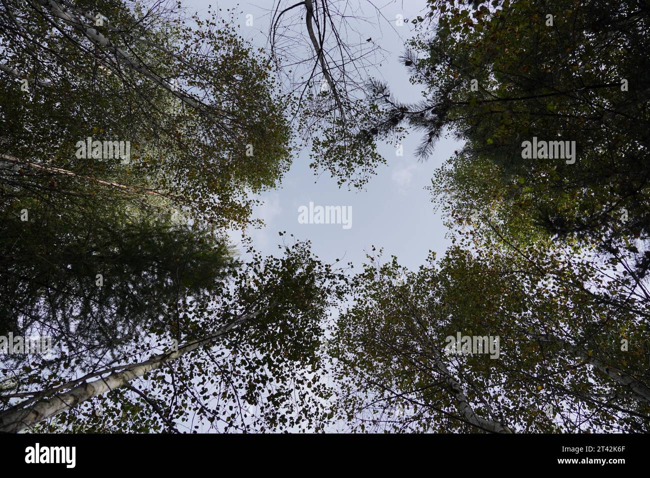 Une vue panoramique sur une forêt luxuriante de grands arbres à feuilles persistantes regardant vers le haut vers un ciel bleu vif Banque D'Images