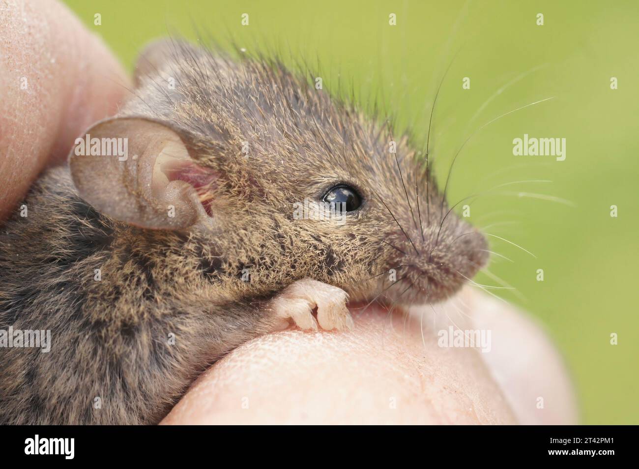 Gros plan naturel sur un mignon jeune juvénile moelleux souris de maison commune européenne Mus musculus dans une main Banque D'Images