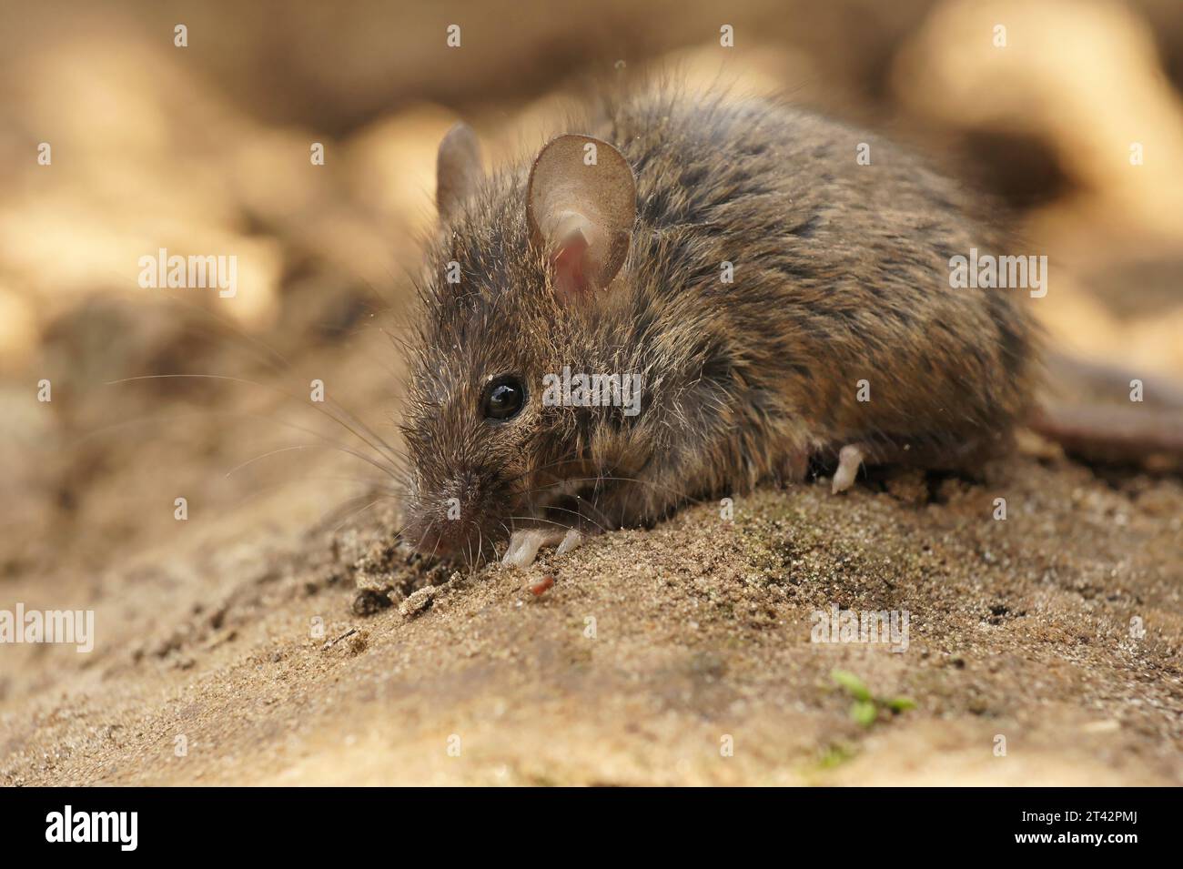 Gros plan naturel sur une jeune souris commune européenne molletonnée juvénile Mus musculus Banque D'Images