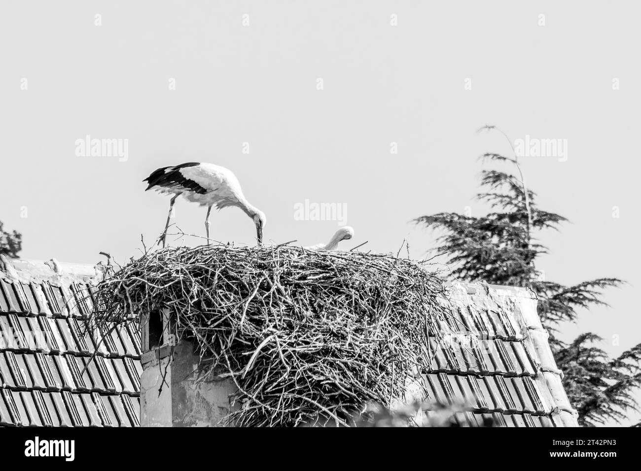 Une paire de cigognes blanches, Ciconia ciconia, grands oiseaux prenant soin de leur nid sur un toit à Ifrane, Maroc pendant les mois de reproduction estivale. Banque D'Images