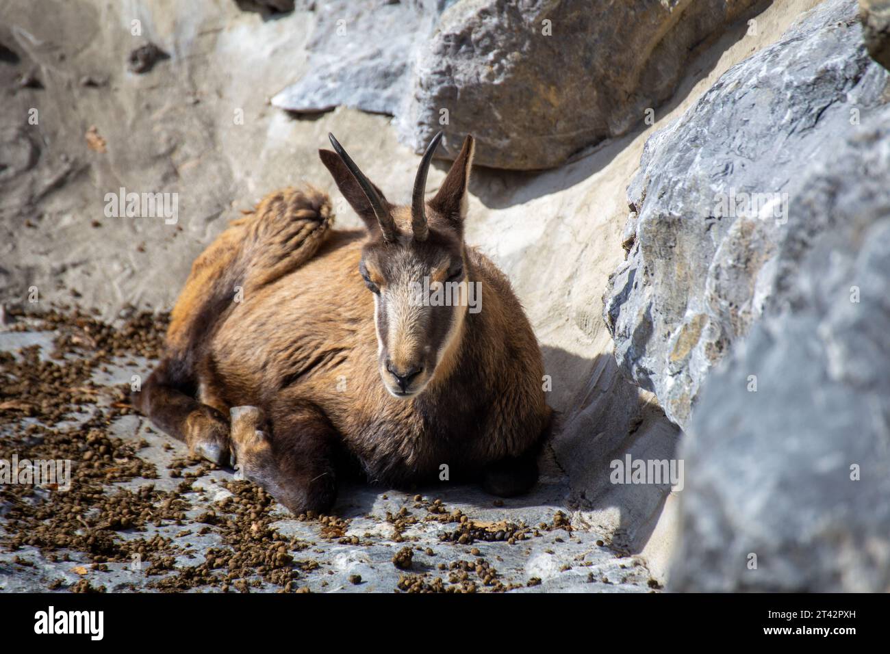 Gros plan d'un chamois (alpin) (Rupicapra rupicapra) Banque D'Images
