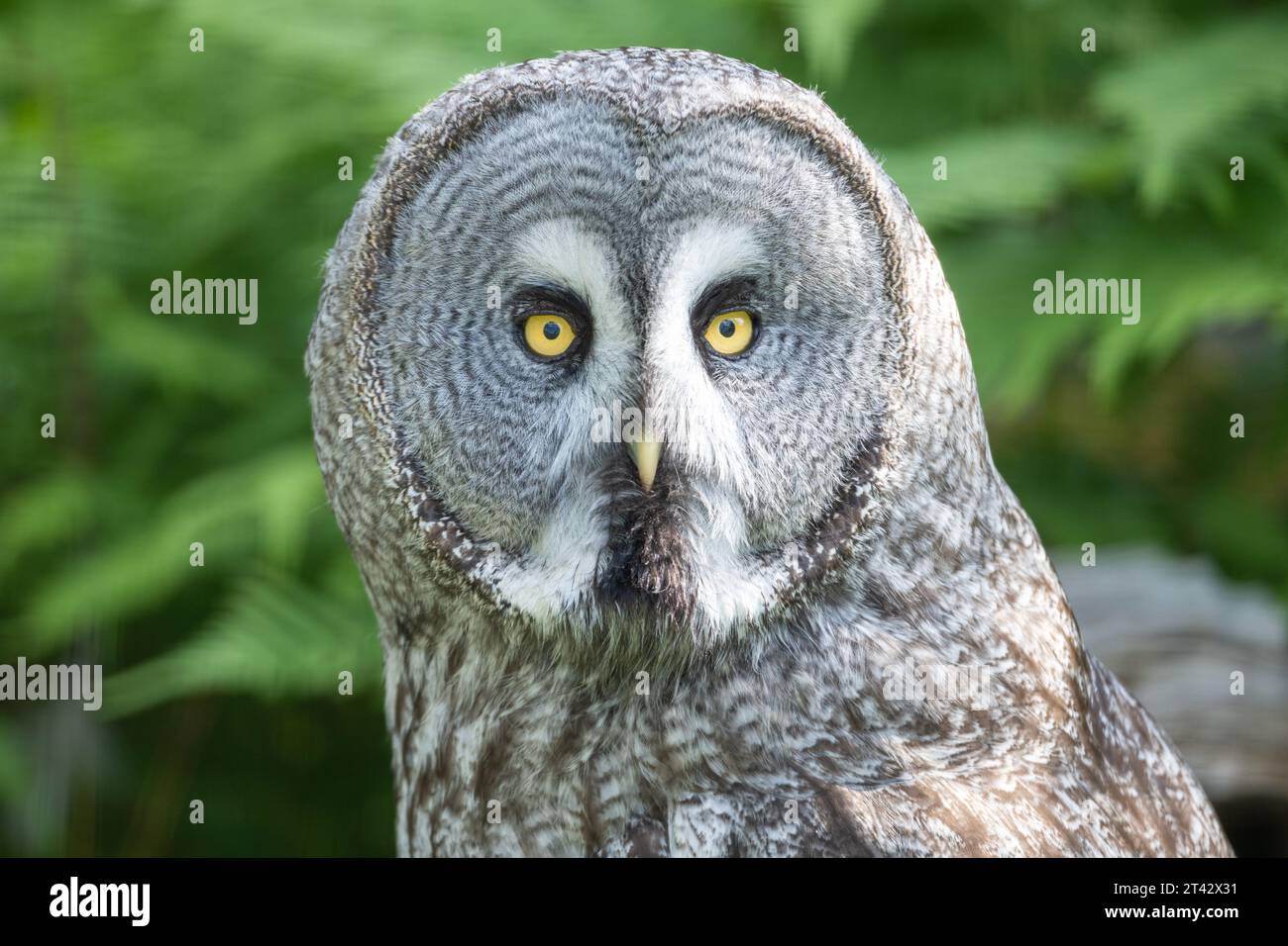 Grand hibou gris, Strix nebulosa, portrait avec fond vert bokeh Banque D'Images