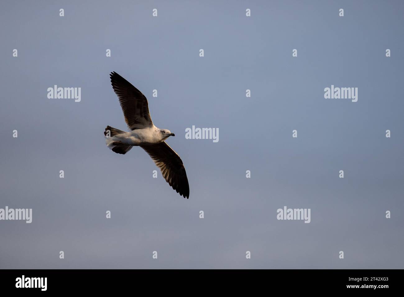 Beau portrait complet du corps d'une jeune mouette volant au coucher du soleil sur un ciel bleu Banque D'Images