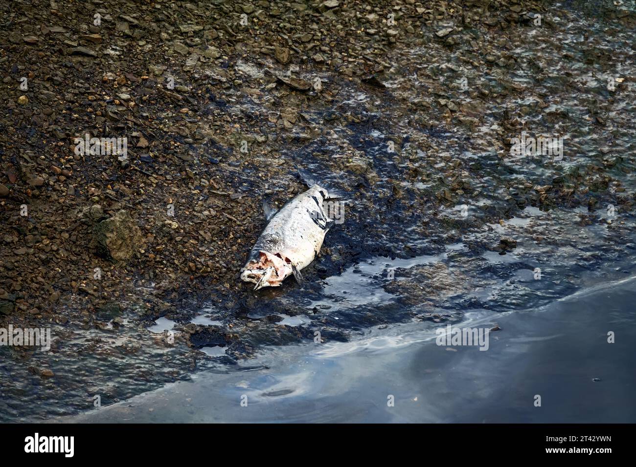 Le saumon va frayer de l'océan aux rivières du Kamchatka. Beaucoup de poissons meurent en chemin. Chum sibérien femelle (Oncorhynchus keta) tué et pecke Banque D'Images