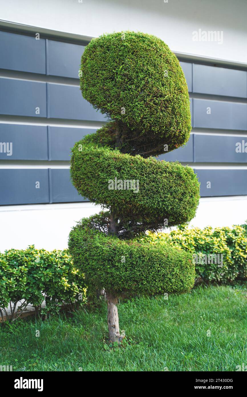 Élégant taillé en spirale, buissons, arbustes, arbres conifères à feuilles persistantes. Architecture moderne, jardin topiaire. Conception de paysage de plantes vertes urbaines. Géométrique Banque D'Images