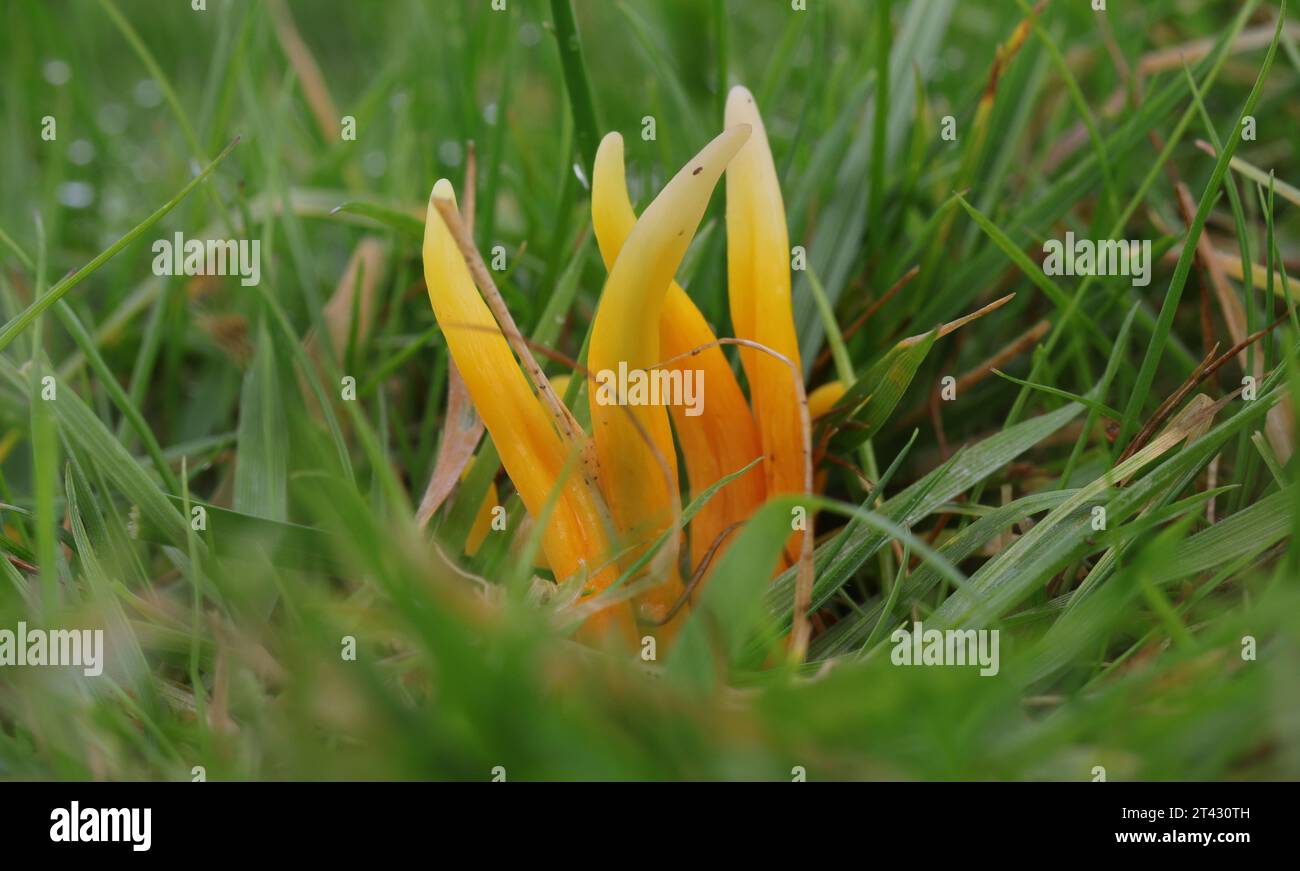 Clavulinopsis luteoalba - champignon Apricot Club - macro Banque D'Images