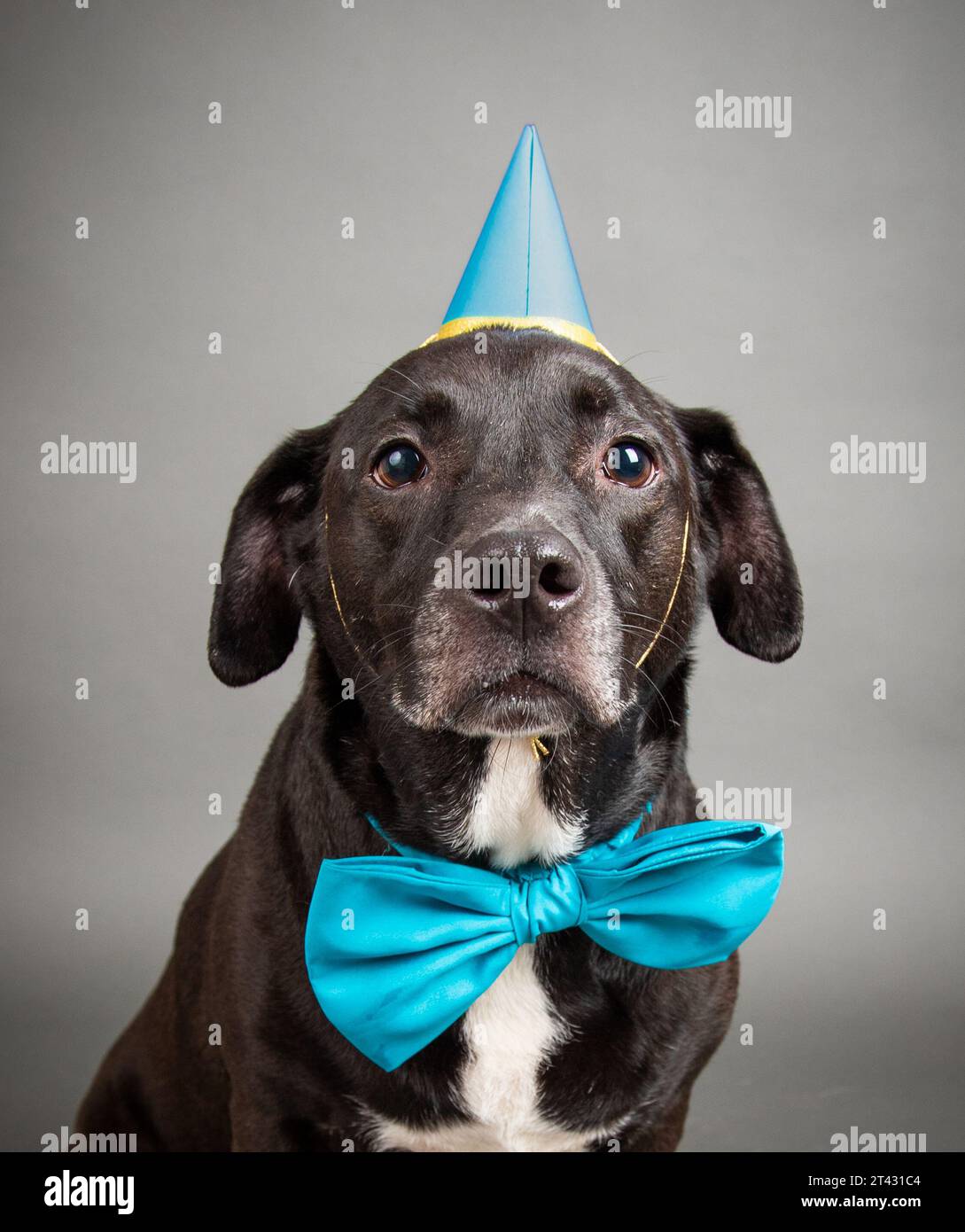 Portrait d'un chien de mélange Bull terrier portant un chapeau de fête bleu assorti et noeud papillon Banque D'Images