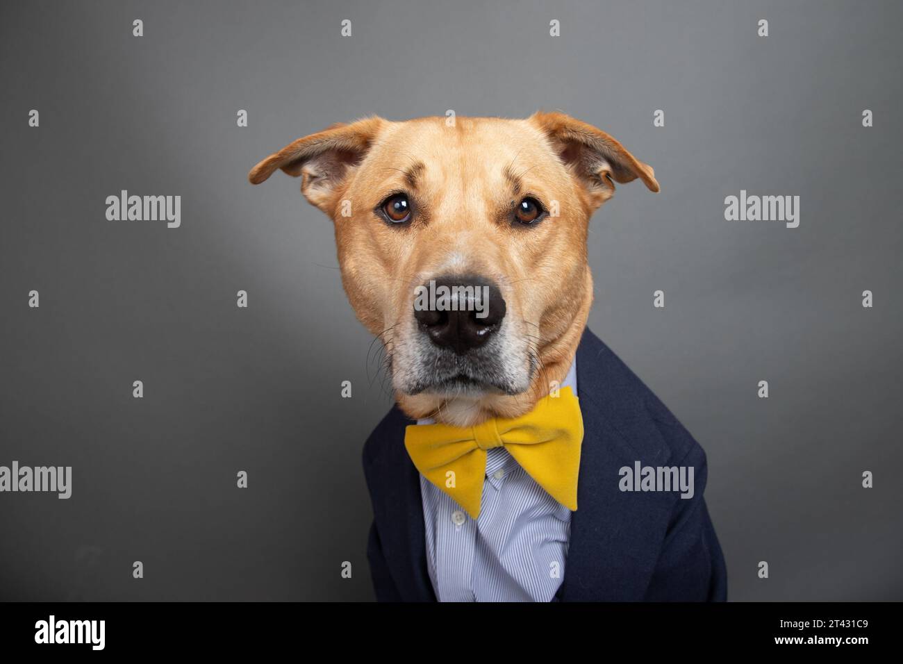 Portrait d'un chien labrador retriever mélangé vêtu d'une chemise, d'un noeud papillon et d'une veste Banque D'Images